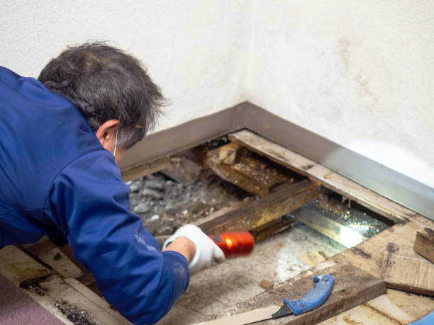 Best Basement Mold Remediation in Escatawpa, MS